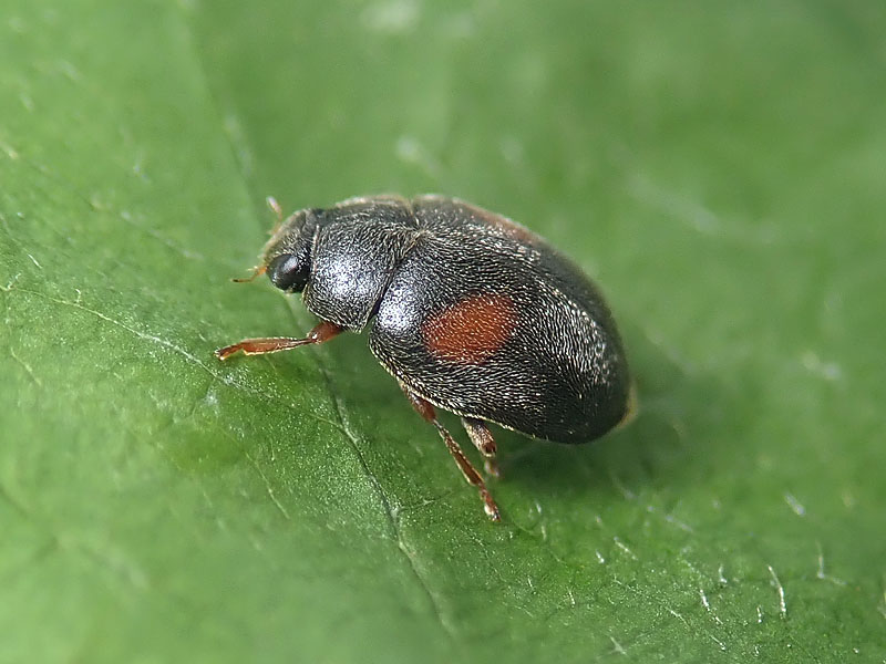 Coccinellidae: Scymnus da identificare